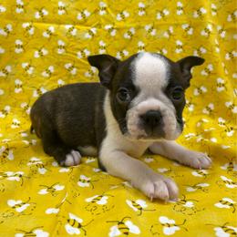 Odin - Brindle and white male Boston Terrier puppy in Fillmore, Illinois from Wind Hill Puppies
