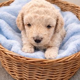 Noah - Apricot male Goldendoodle puppy in North Branch, Michigan from Graceful Miniature Goldendoodles