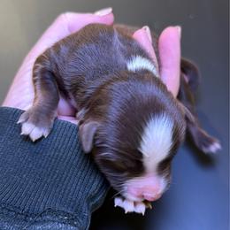 Half collar Red Tri - Red tri male Miniature Australian Shepherd puppy in Kellerton, Iowa from Ebersole Ranch