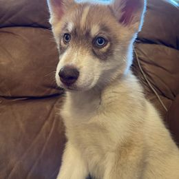 Siberian Husky Puppies from Rocket City Huskies