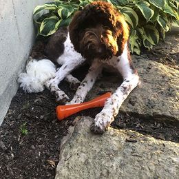 Goldendoodle, Poodle, and Sheepadoodle All Grown Up from Brewer's Goldendoodles & Sheepadoodles