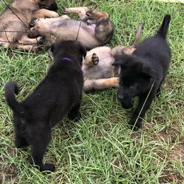 German Shepherd Puppies from Guamany K9 Vomhaus