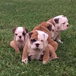 Bulldog and French Bulldog Puppies from Crystals Bulldog Bungalow