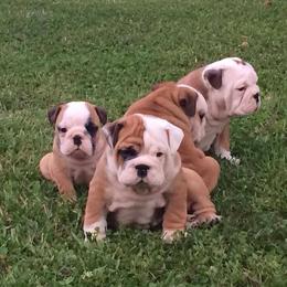 Bulldog and French Bulldog Puppies from Crystals Bulldog Bungalow