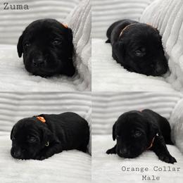 Zuma - Orange Collar - Black male Labrador Retriever puppy in Boyd, Minnesota from Lindley Labradors