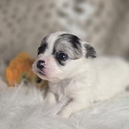 Oreo - Merle female Chihuahua puppy in Plainfield, Indiana from Abby's Pampered Pooches