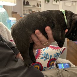 French Bulldog Puppies from JoJo French Bulldogs