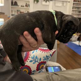 French Bulldog Puppies from JoJo French Bulldogs