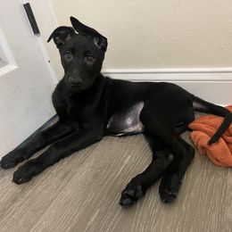 Boy 2 - xDutch Shepherd puppy from We Like it Ruff Working K9 Breeding and Training