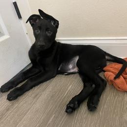 Boy 2 - xDutch Shepherd puppy from We Like it Ruff Working K9 Breeding and Training