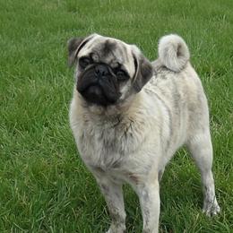 Sizzle - Pug