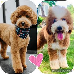 Bernedoodles, Goldendoodles, and Sheepadoodles from Quailridge Poodles and Doodles