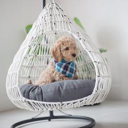 Goldendoodle Puppies from Dashing Doodle Pups