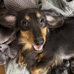 Dachshunds from Americas Wiener Farm