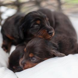 Marigold - Black and tan female Dachshund puppy in Perry, Florida from EntityDachs