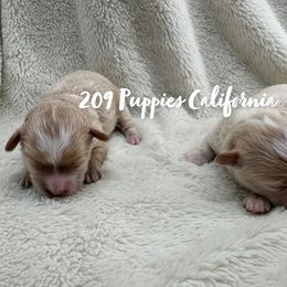 Boy 2 - Apricot Maltipoo puppy in Denair, California from Maltipoopuppiescalifornia