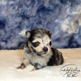 Girl 1 - Blue merle female Pomeranian puppy in Fort Jones, California from High Rocking Pom Poms
