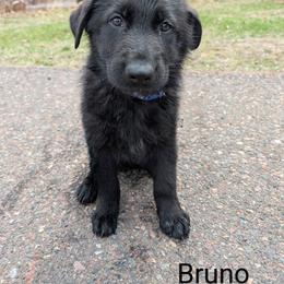 German Shepherd Puppies from League of Shepherds
