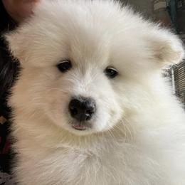 Samoyeds from Stirling Silver Samoyeds