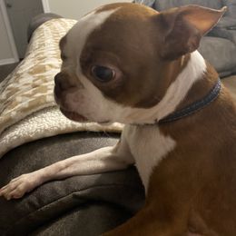 Evie - Boston Terrier