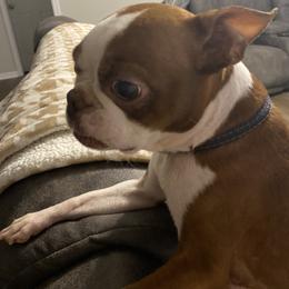 Evie - Boston Terrier
