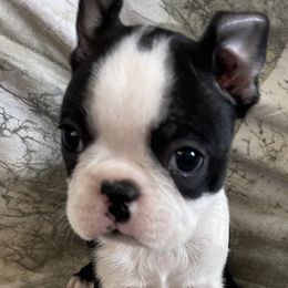 Wynette - Black and white female Boston Terrier puppy in Lake City, Florida from RuckerRun Boston Terriers