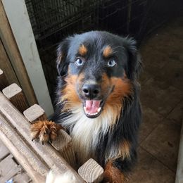 Frankie - Miniature Australian Shepherd