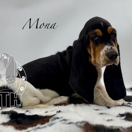 Mona - Black white and brown female Basset Hound puppy in Dingess, West Virginia from Tuckers' Howling Hounds