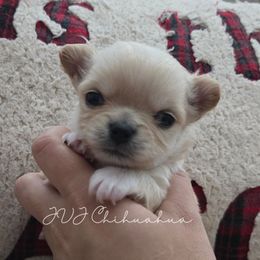 Ricey - Gold and white male Chihuahua puppy in El Paso, Texas from JVJ Chihuahua