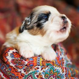 Star Crunch - Blue merle female Australian Shepherd puppy in Paola, Kansas from Tiz Ranch