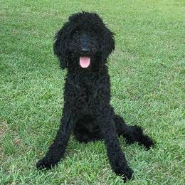 Goldendoodles, Labradoodles, and Poodles from Pee Dee Poodles & Doodles