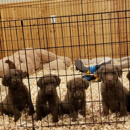 Chesapeake Bay Retriever Puppies from Eska Creek Chesapeakes