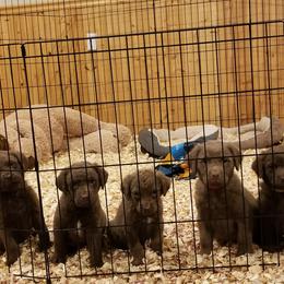 Chesapeake Bay Retriever Puppies from Eska Creek Chesapeakes