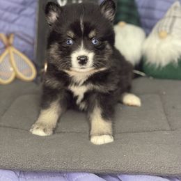 Pomsky Puppies from Midnight Sun Pomskies