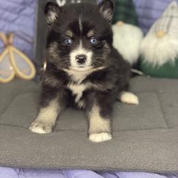 Pomsky Puppies from Midnight Sun Pomskies