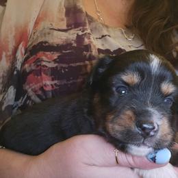 Vegeta - Black tri male Miniature Australian Shepherd puppy in Arlington, Texas from CopperHead Aussies