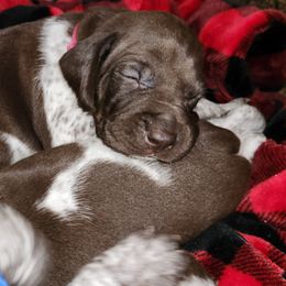 German Shorthaired Pointer Puppies from Hearts on Fire,  Versatile German Sharthair Pointers