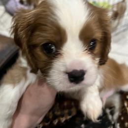 Chandon - Blenheim male Cavalier King Charles Spaniel puppy in North Bay Village, Florida from Cynthia's Cavaliers