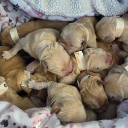 Golden Retrievers from Ritidian Goldens