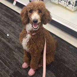 Peppermint Promise (Started Service Dog with Tasks) - Red  female Poodle puppy in Corona, California from Garden Of Poodles