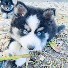 Pomsky Puppies from Pixie Pomsky