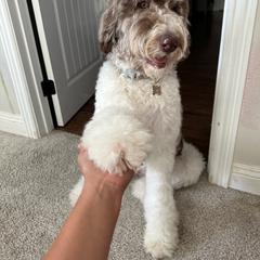 Tovah - Newfoundland