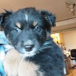 Knight - Black tri-color male Australian Shepherd puppy in Cherry Grove, Oregon from TLC Dream and Pureland Australian Shepherds