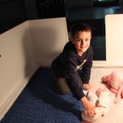 Clumber Spaniel Puppies from SunMagic Clumber Spaniels