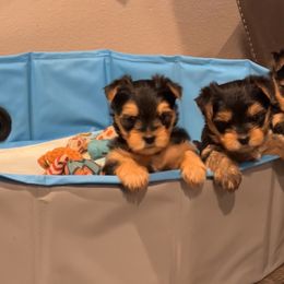 Morkie puppies from M.Y. Morkies and Yorkies