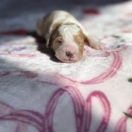 Cheyenne - Parti female Goldendoodle puppy in Jacksonville, Florida from Dandelion Doodles
