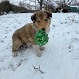 Pink - Sable female Collie puppy in Wykoff, Minnesota from Country Collies