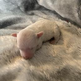 Girl 4 - Parti female Goldendoodle puppy in Haddam, Kansas from Golden B Acres