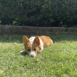 American Corgis and Pembroke Welsh Corgis from Paper Moon Corgis