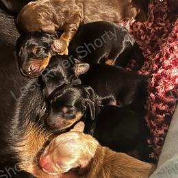 Dachshunds from Lost River Shorty's